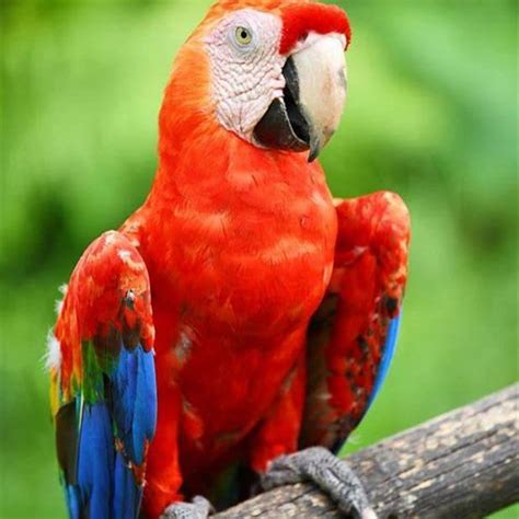 What Is The Difference Between A Scarlet Macaw And A Parrot Diy Seattle