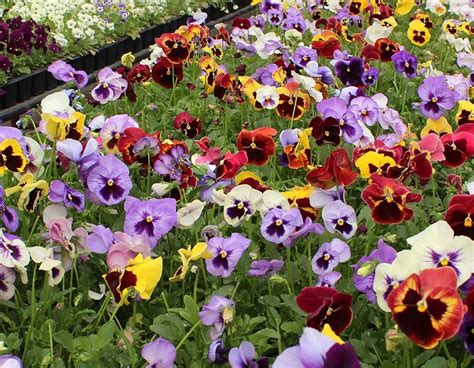Pansy Edible Flowers Nurtured In Norfolk