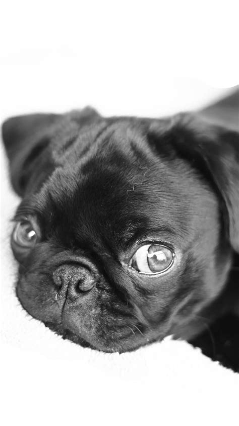 Download free images animals, dogs 1080 x 1080 for mobile wallpapers for your cell phone. Pug Puppies Wallpaper (61+ images)