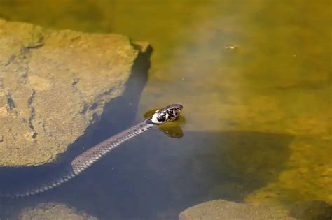 Can snakes breathe underwater? The Surprising Answer - Reptiles