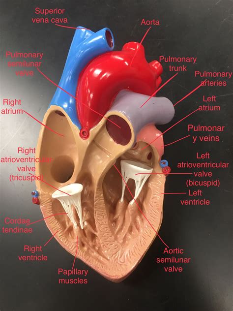 Heart Anatomy Labeled Medical Questions Medical Facts Medical