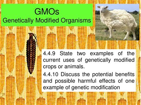 Ppt Gmos Genetically Modified Organisms Powerpoint Presentation Free
