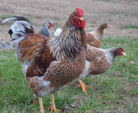 Check spelling or type a new query. Blue Laced Red Wyandotte - The Chick Hatchery