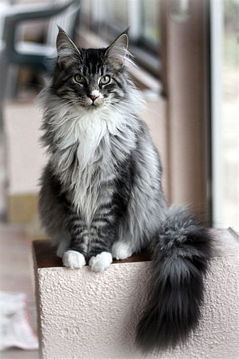 641 Best Images About Beautiful Maine Coon Cats ️ On
