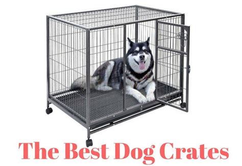 Top 5 Best Dog Crates Ultimate Buyers Guide 2021