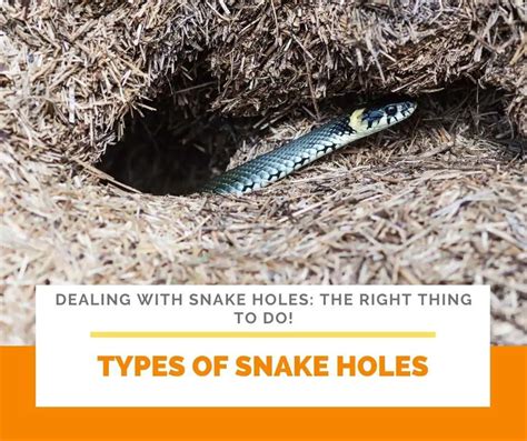 Dealing With Snake Holes 04 Right Thing To Do