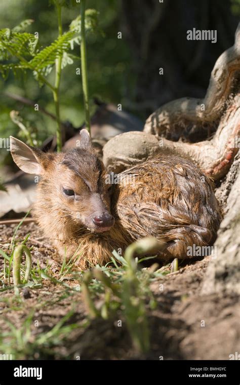 Muntjac Deer Muntiacus Reevesi Fawn Just Born Norfolk Uk Stock