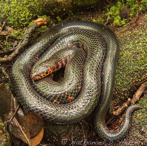 Mud Snake Farancia Abacura Wakulla Co Florida A Secreti Flickr