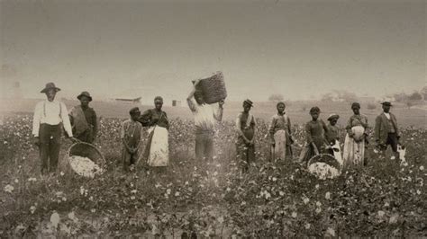 Slaves In The Cotton Field 1800s Pics
