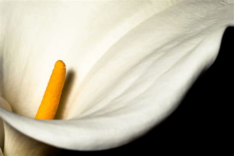 X X Calla Lily Wallpaper Coolwallpapers Me