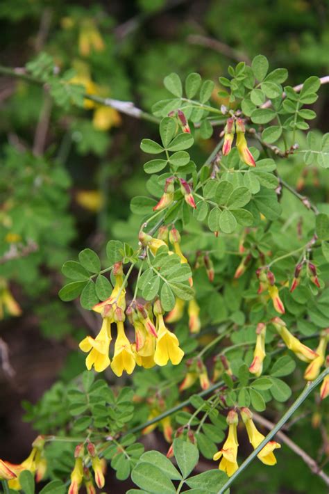 Coronilla Emerus Scorpion Senna Shrubsrhs Gardening