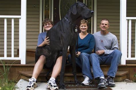 Zeus The Worlds Tallest Dog Worlds Biggest Dog Tallest
