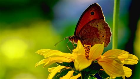 Winterbilder tiere als hintergrundbild : Tiere Hintergrundbilder Natur Schmetterlinge