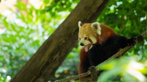 Giant Panda Forest And River Safari Singapore