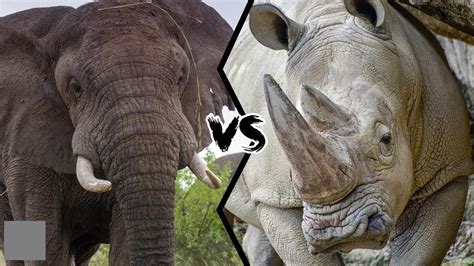 Elephant Vs Rhino Epic Battle Youtube