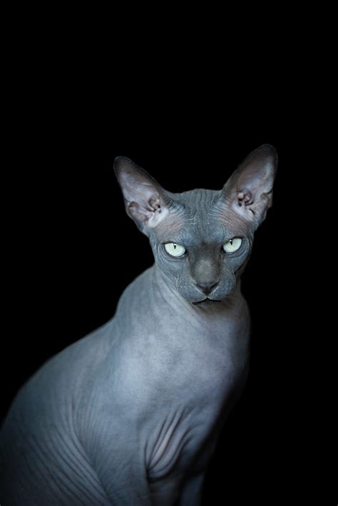 The Egyptian Sphynx Cat A Unique Breed Of Cat Catsinfo
