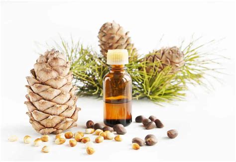 Pine Essential Oil Herbs Village