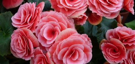 Are Begonias Indoor Plants Explained For Beginners