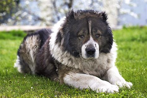5 Things About Caucasian Mountain Shepherd Owners Should Know Just