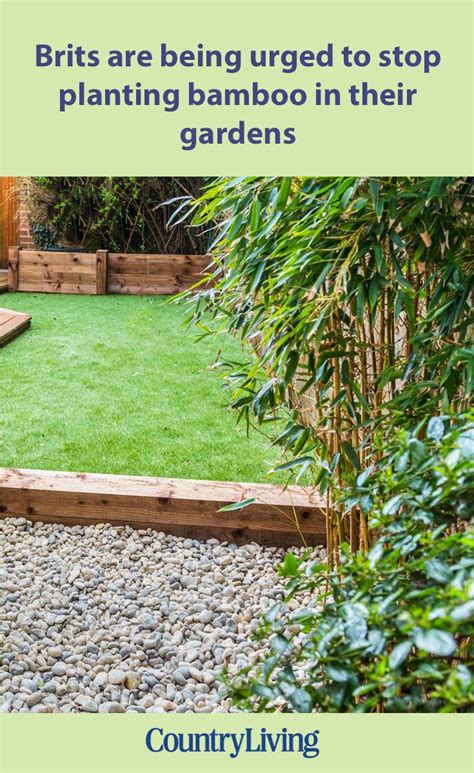 Purple bamboo garden is situated at 45, baishiqiao lu and near the west of the capital construction of purple bamboo garden. Brits are being urged to stop planting bamboo in their ...