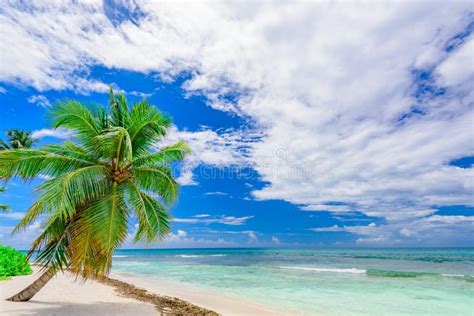Paradise Tropical Beach Palm The Caribbean Sea Stock Photo Image Of