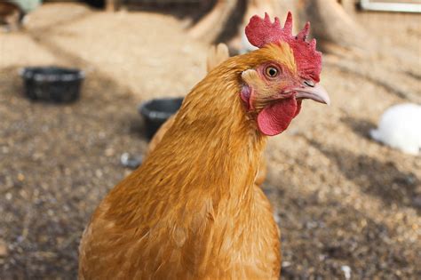 Raising Chickens 101 A Beginners Guide To Chickens The Old Farmers