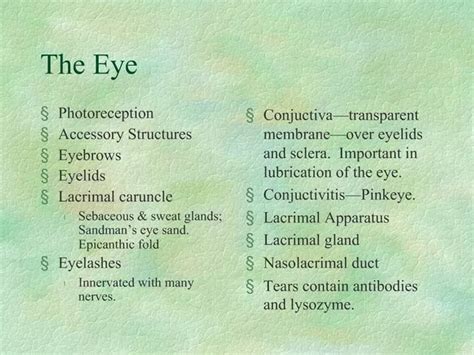 Ppt The Eye Powerpoint Presentation Free Download Id755610