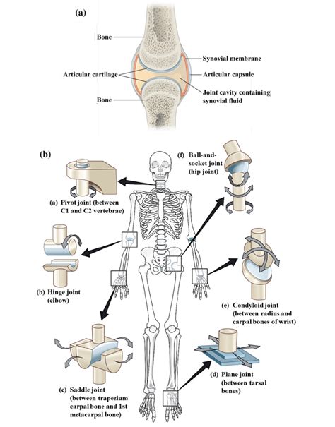 Structure Of Typical Synovial Joint