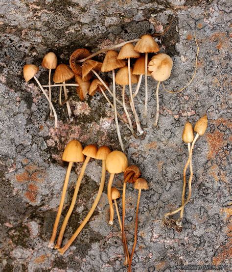 Conocybe Cyanopus Or Smithii Updated With Microscope Photos And More