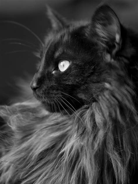 Black Smoke Norwegian Forestcats Norwegische Waldkatze Katzen