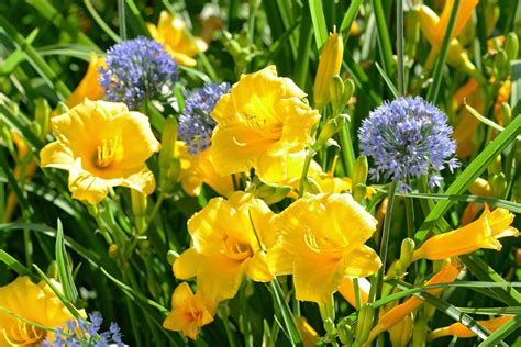 Reblooming Perennial Flowers For The Garden Better Homes And Gardens
