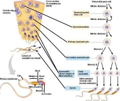 Spermatogenesis Flow Chart