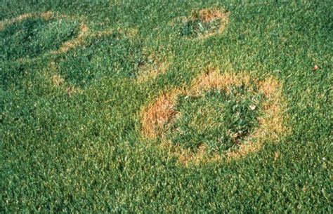 Summer Lawn Diseases Necrotic Ring Spot Experigreen