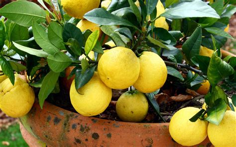 The Complete Citrus Care Guide For Sydney Gardens Flower Power