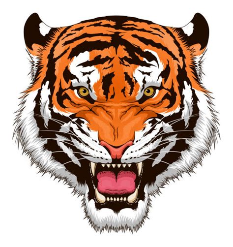 Stylized Roaring Tiger Head Isolated On White Background Vietnamese