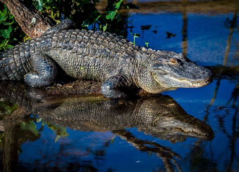 American Alligator Wayne Beauregard Photography