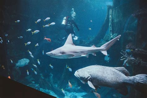 Canapés Under The Sea Celebrating At Melbourne Aquarium Venuenow