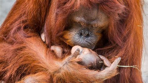 Orangutan Population In Borneo Cut In Half In 16 Years