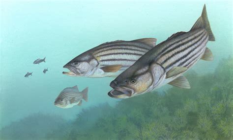 What’s In Your Watershed Striped Bass The Watershed Project