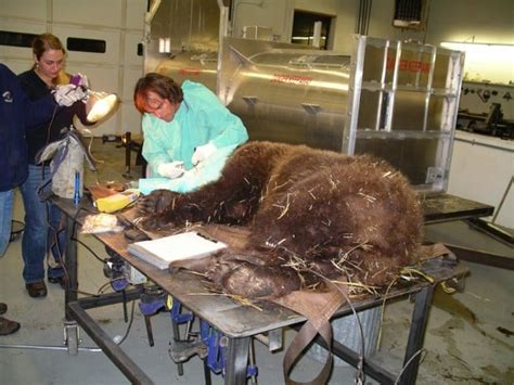 Kalispell Veterinarian Operates On Grizzly Bear Shot By Bird Hunter
