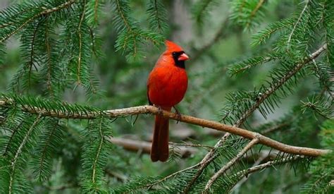 Significance Of A Red Cardinal Appearing At Your Window Church Of
