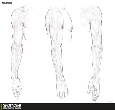 Anatomy Resource The Arms By CGCookie On DeviantArt Arm Drawing