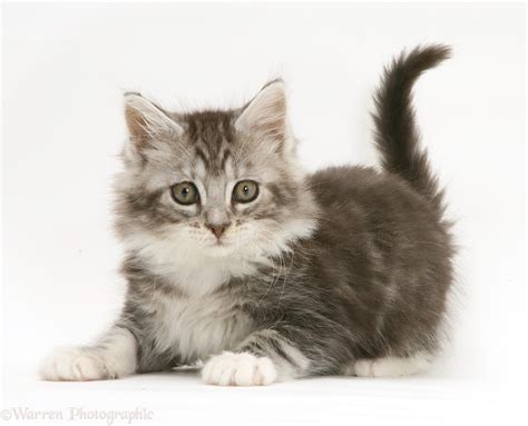 Top Grey Maine Coon Kitten Of The Decade Dont Miss Out