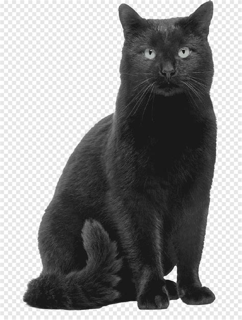 Free Download Black Cat Russian Blue Chartreux Bombay Cat Korat