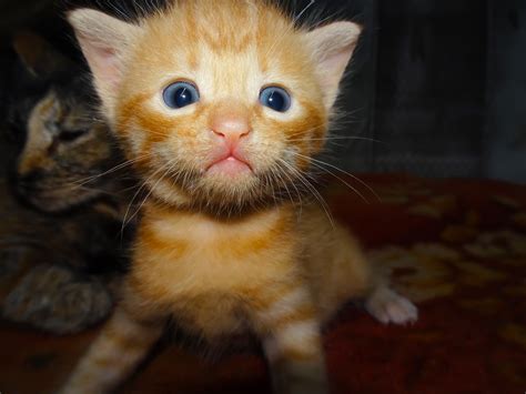Ginger Kitten Fights Mirror After Discovering His Own Reflection Tiger