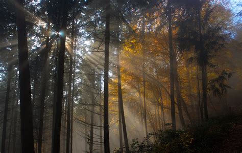 Tree Nature Wood Sun Fog Leaf Dawn Light Hd Nature 4k Wallpapers