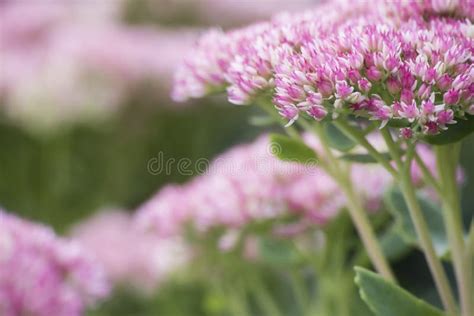 Pink And White Flower In Garden Stock Image Image Of Focus Marriage