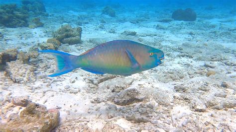 Parrotfish Coco Collection Maldives Youtube
