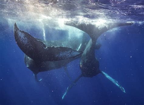 two male humpback whales were photographed having sex