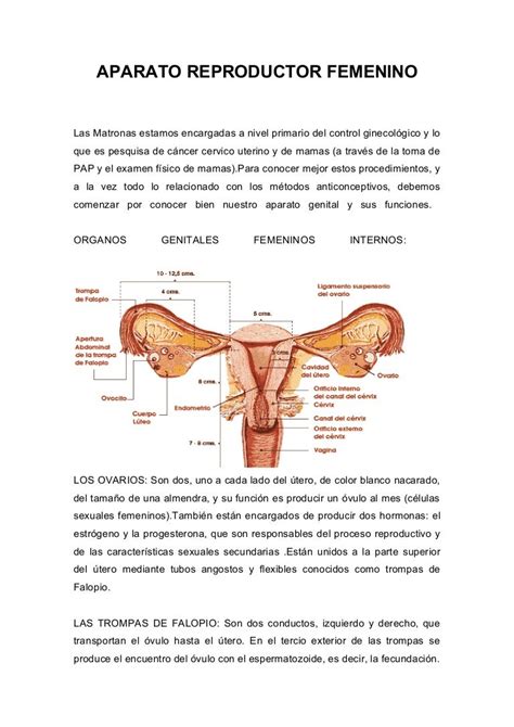 Aparato Reproductor Femenino Partes Espanol